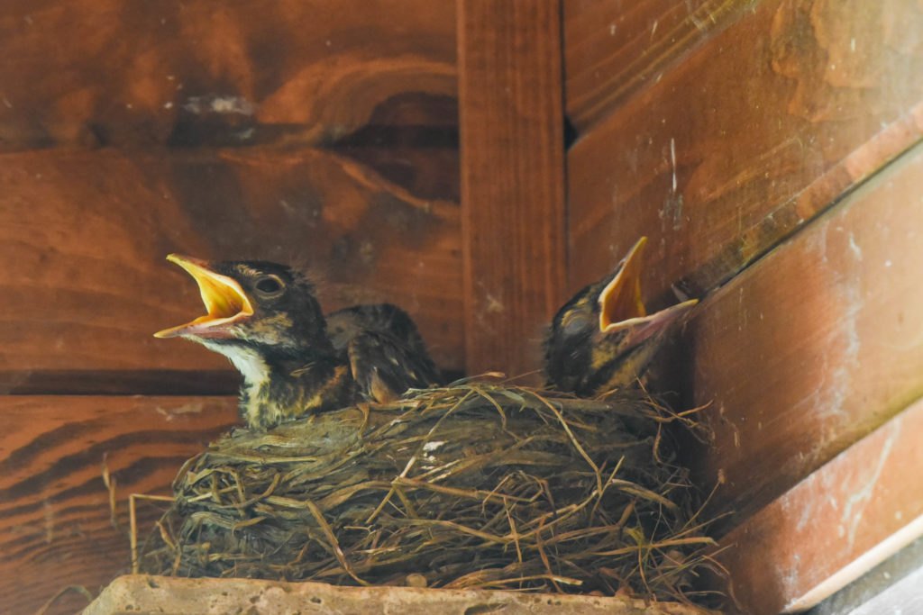 how to get birds out of my garage